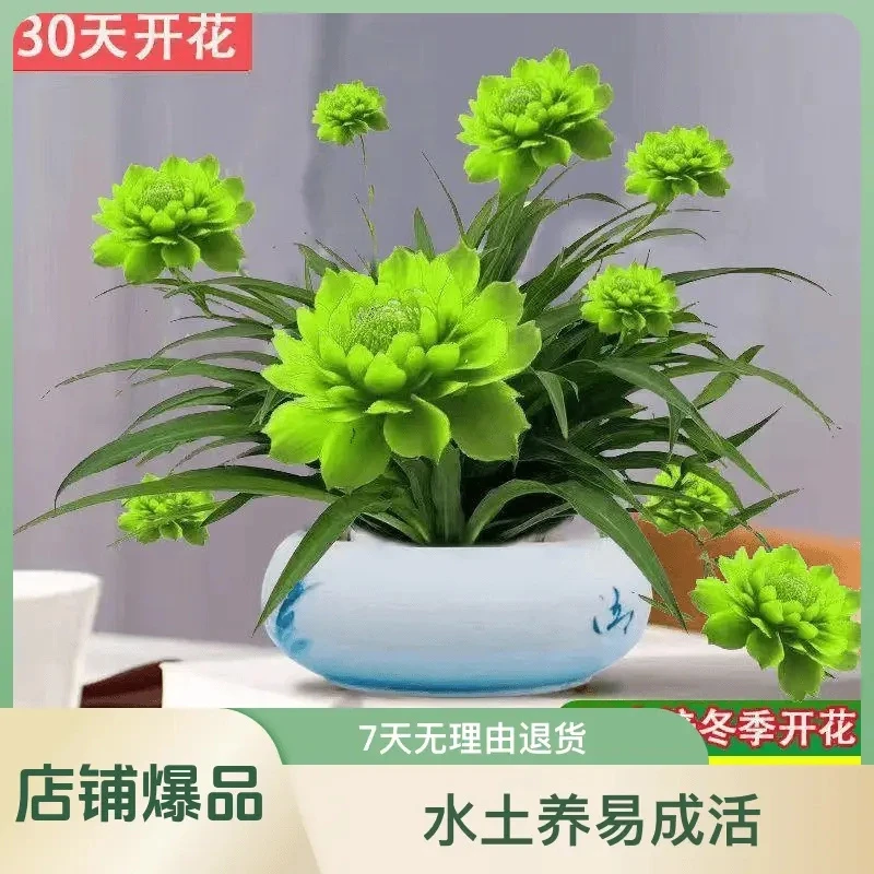 浓香型月光兰盆栽水培耐旱花卉大全超好看便宜耐旱四季开花水土养