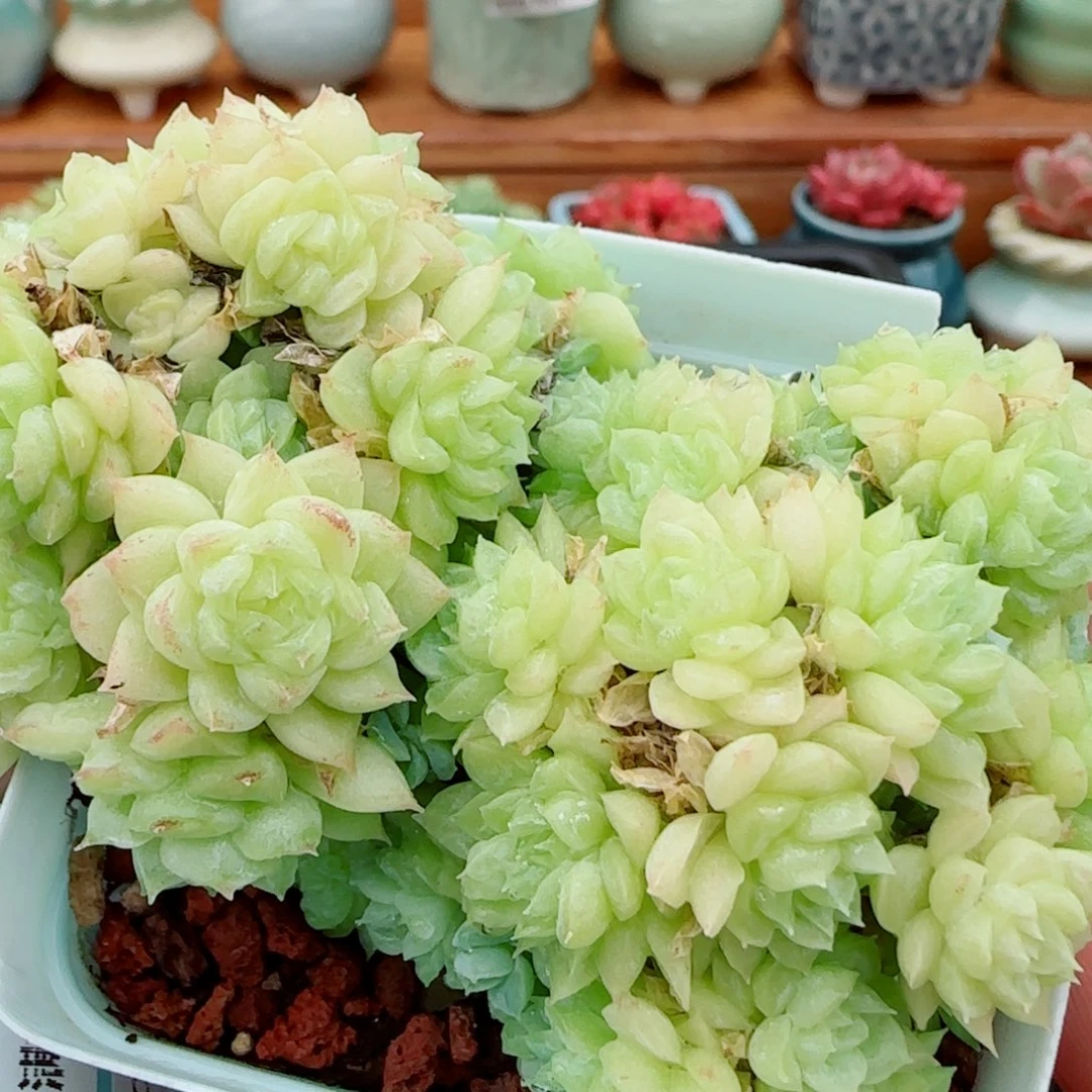 花语逸镜1021-274麦秆散开播福利