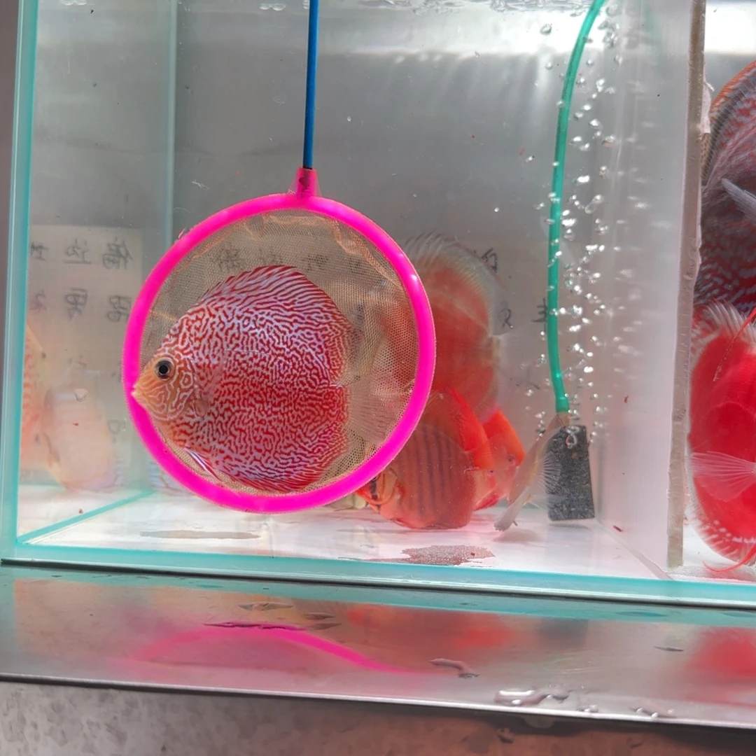 七彩神仙鱼豹点一条