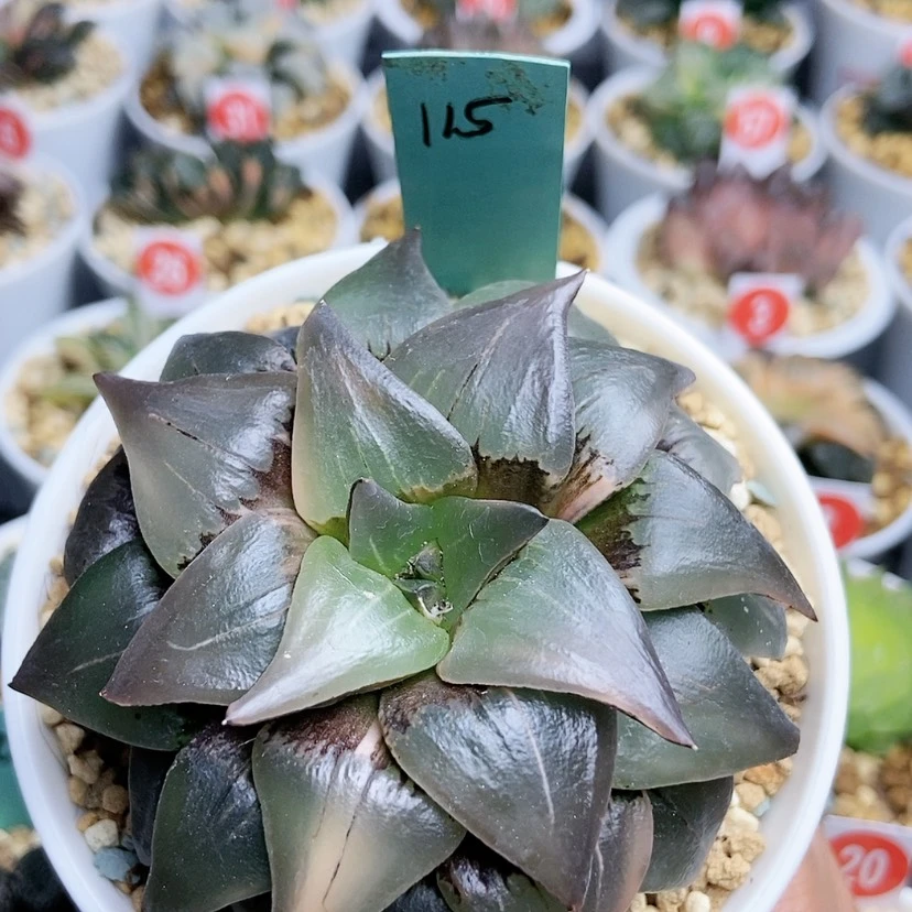 【闪购商品】115红纹