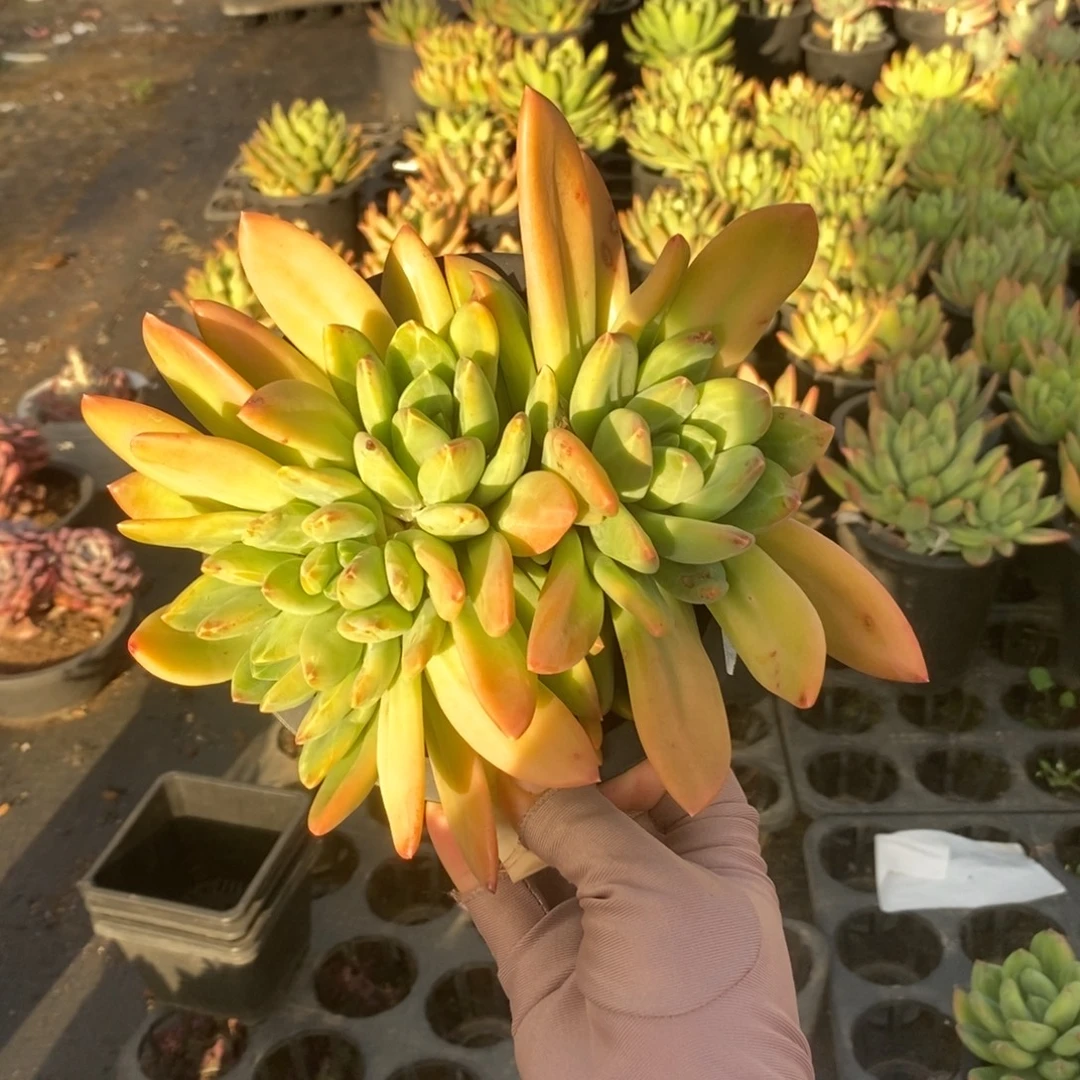 嘿****4358海洋之歌一物一拍