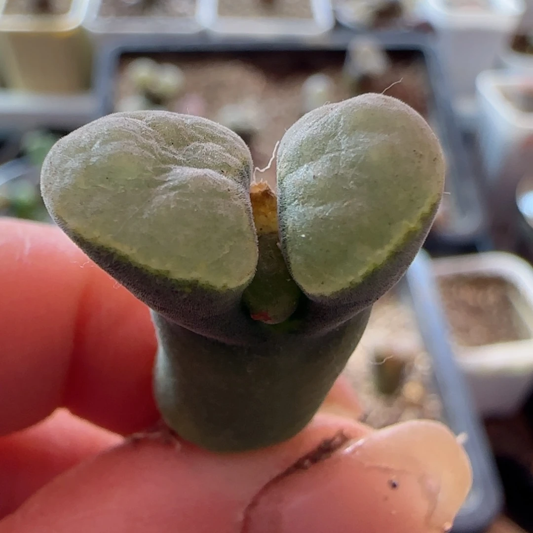 精品风铃玉 喜欢自己搂～