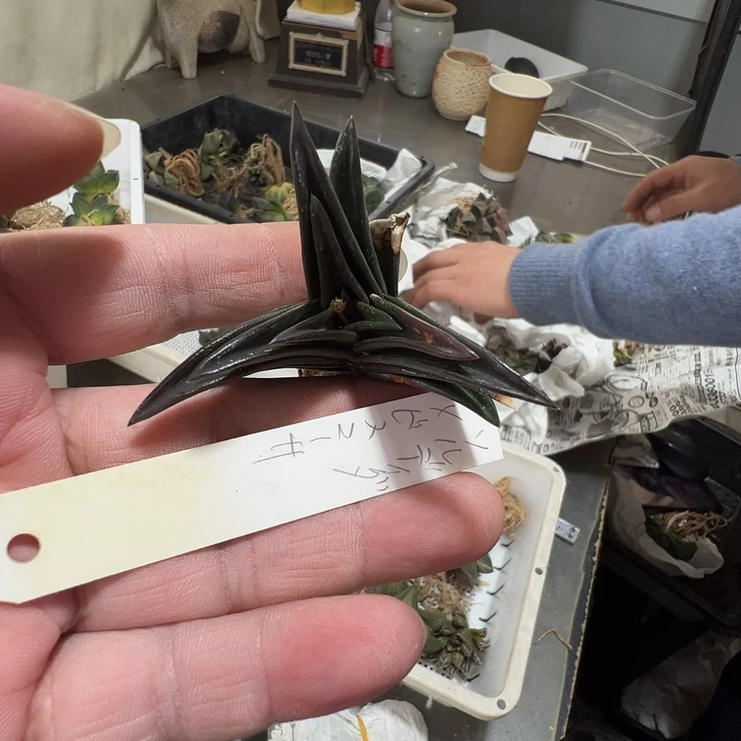 多肉植物专拍植物不退换 一物一拍 098