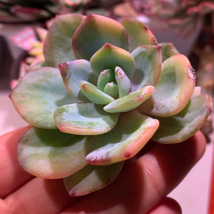 奶茶拉丝锦可嫁接