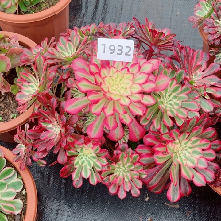 同花顺多肉发货发货