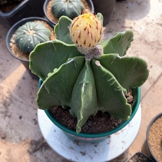 一个大鸾凤玉仙人球