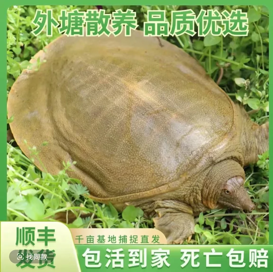 【养殖直发】(3只装)5-4斤顺丰包邮外塘生态鲜活甲鱼