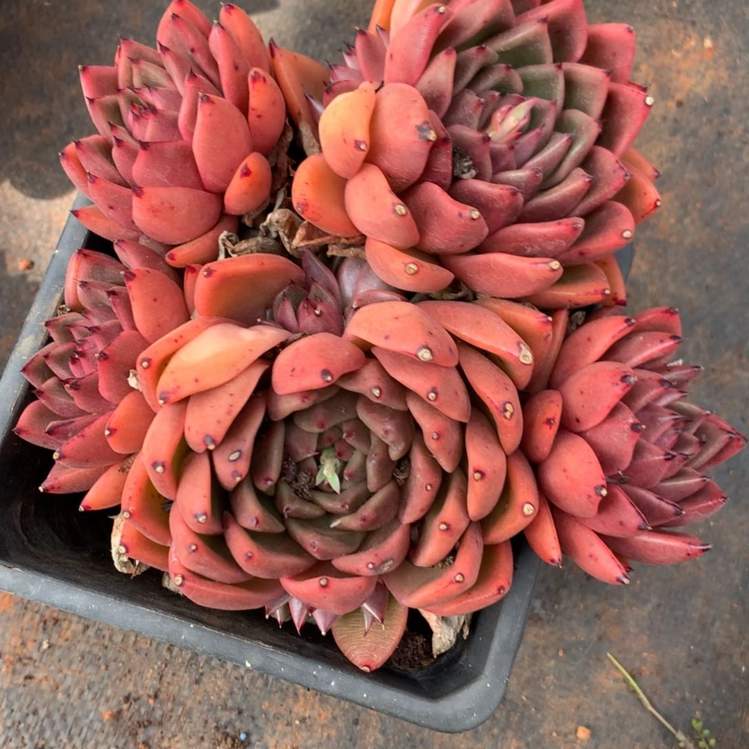 2283杂交精品基地15厘米