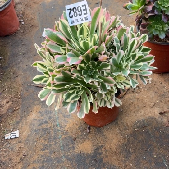 682雨花石不包断枝