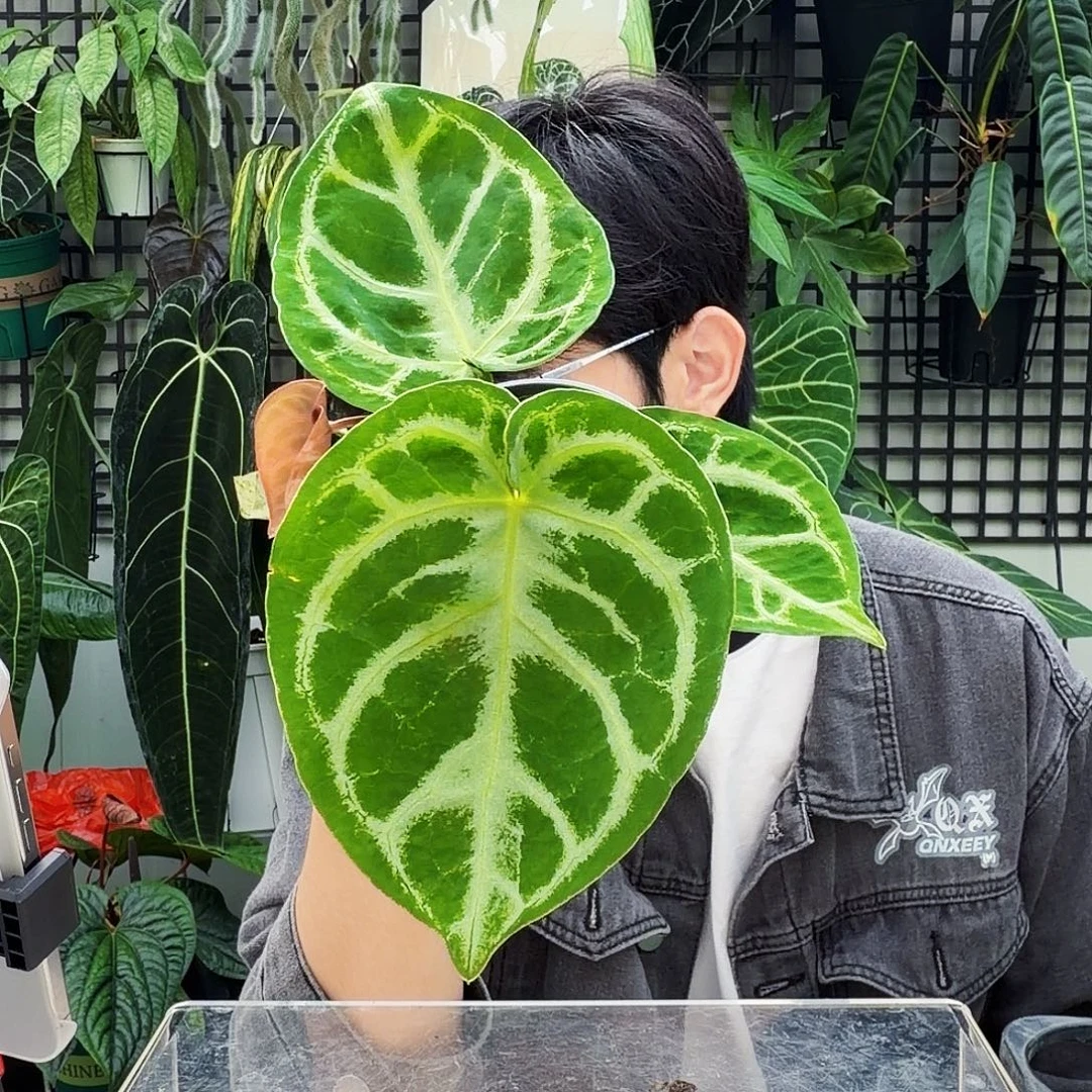 完全开放J145  铜锣烧