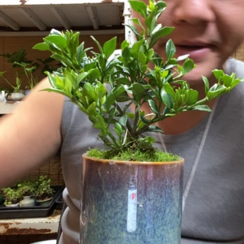 红陶岳*军一物一拍所见即所得188