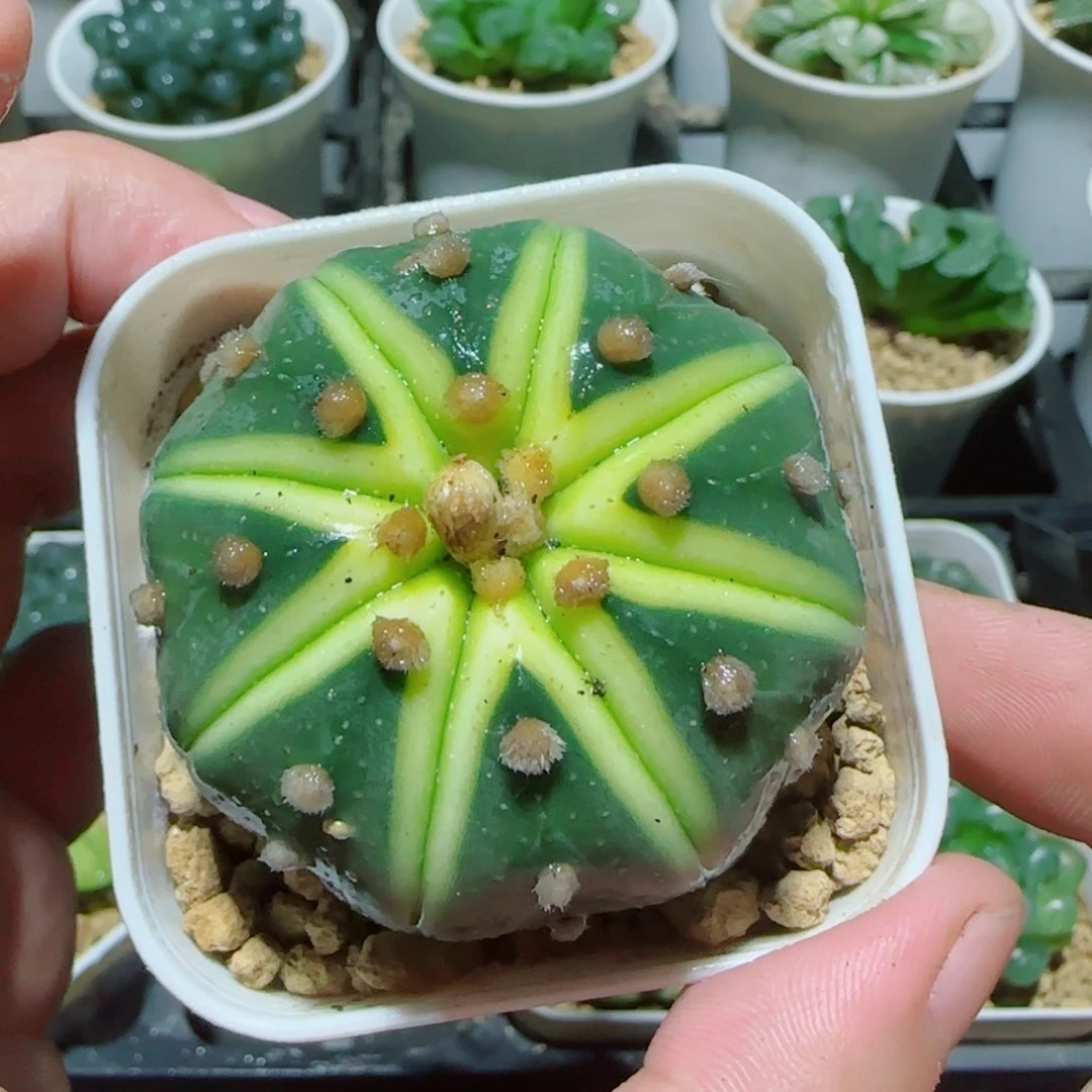 星兜锦多肉植物