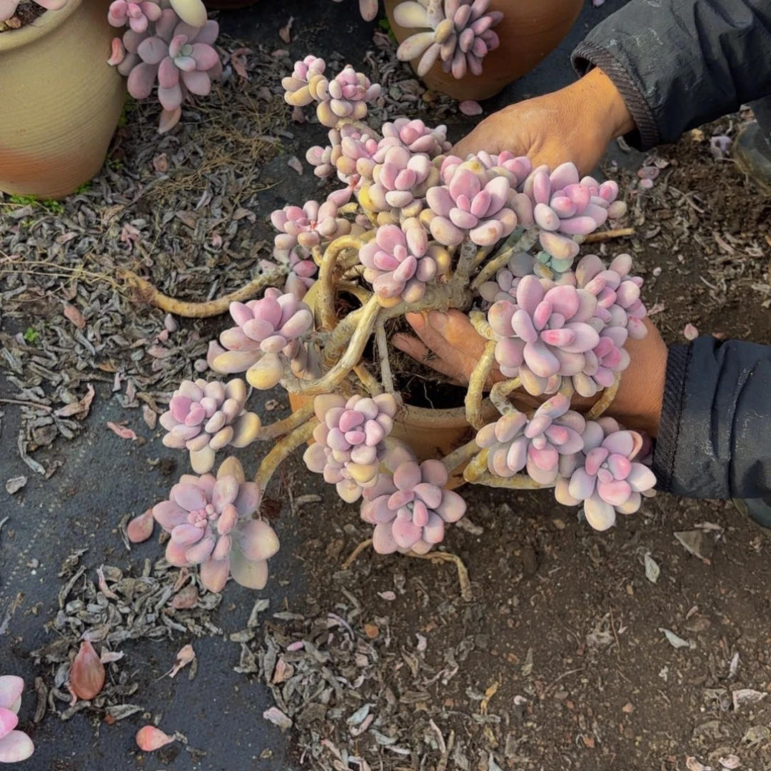 豆***花桃蛋218。