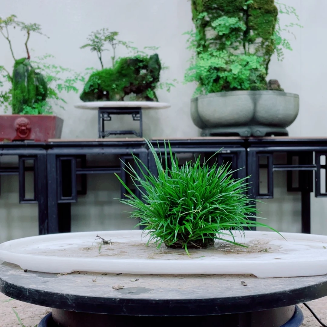 无铅玻璃藏*铁线蕨等植物的生长发育和