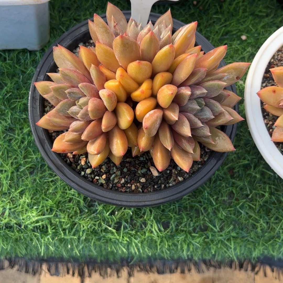 三头小老桩红象牙多肉