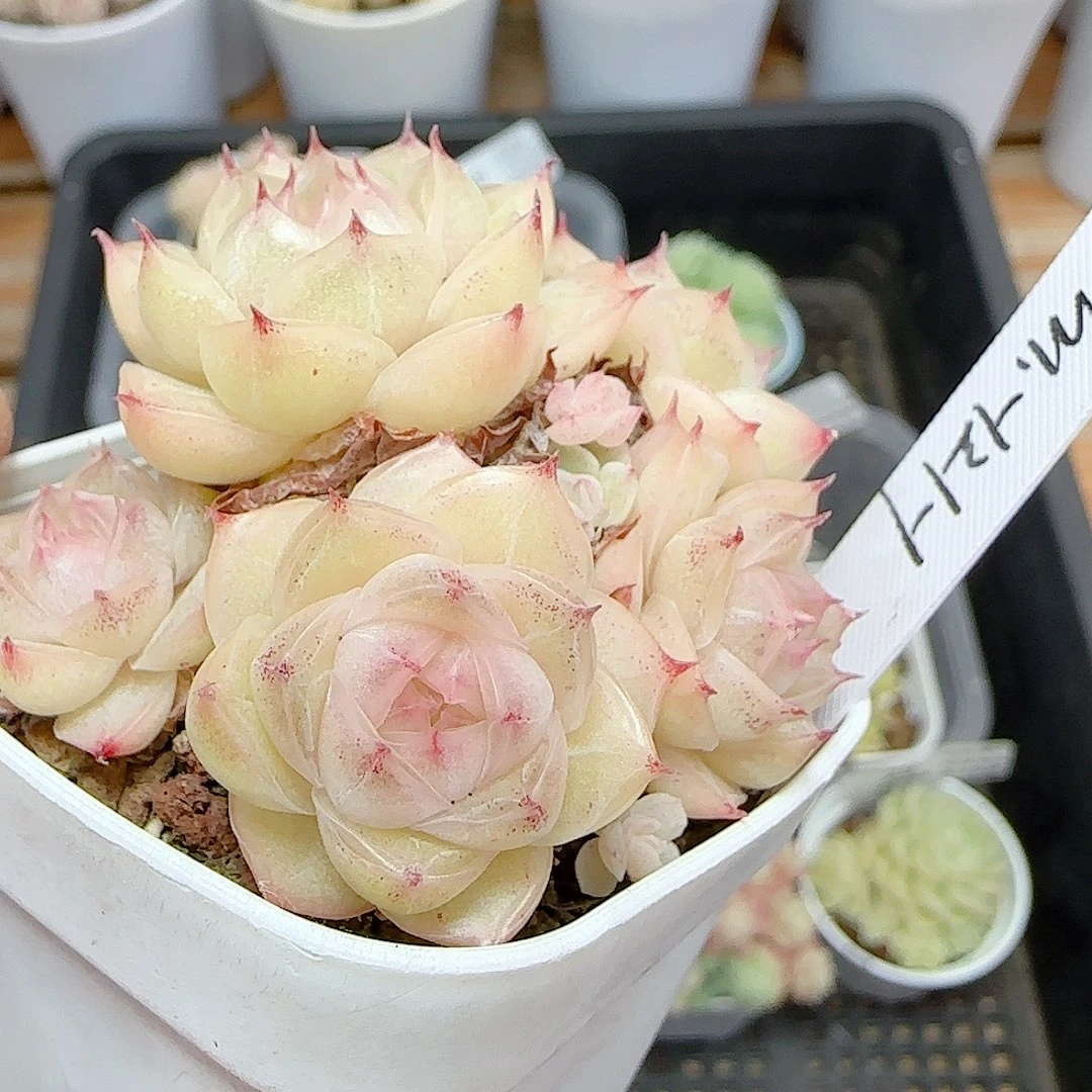 1225-32（m1-121-1）优选