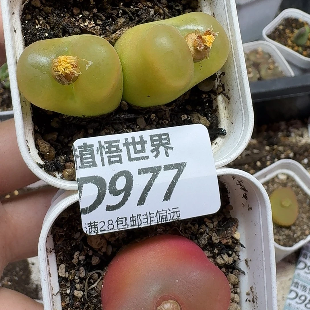 多肉植物的润泽fgb