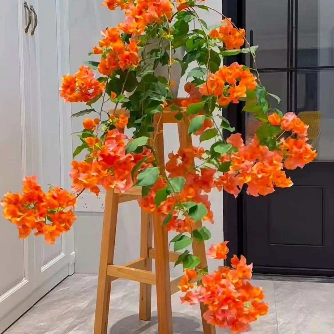 【绿叶橙】三角梅绿叶樱花盆栽四季开花好活运输会掉花落叶介意勿拍
