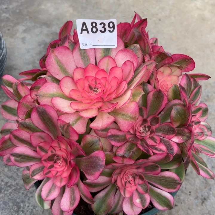 839荔枝20厘米左右