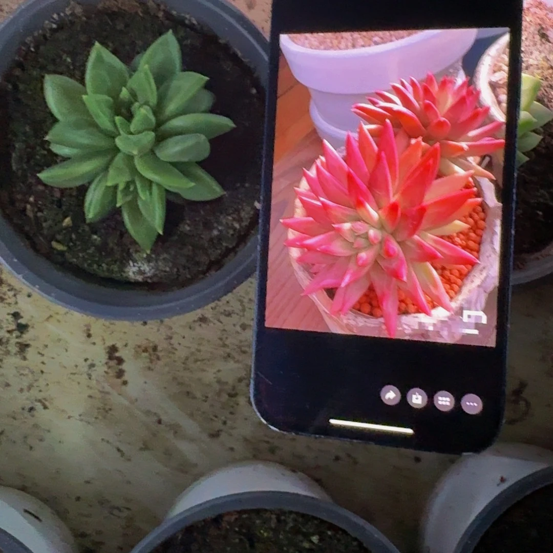 红牵手 双头 一物一拍