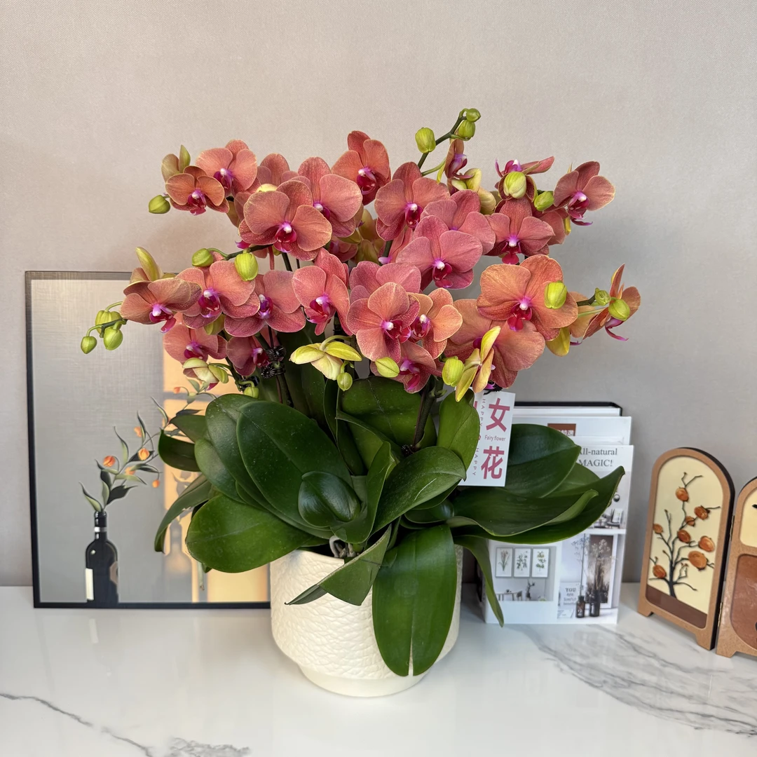 [金桔]-精选蝴蝶兰好养耐养带花 稀有室内花卉基地直发送人送礼