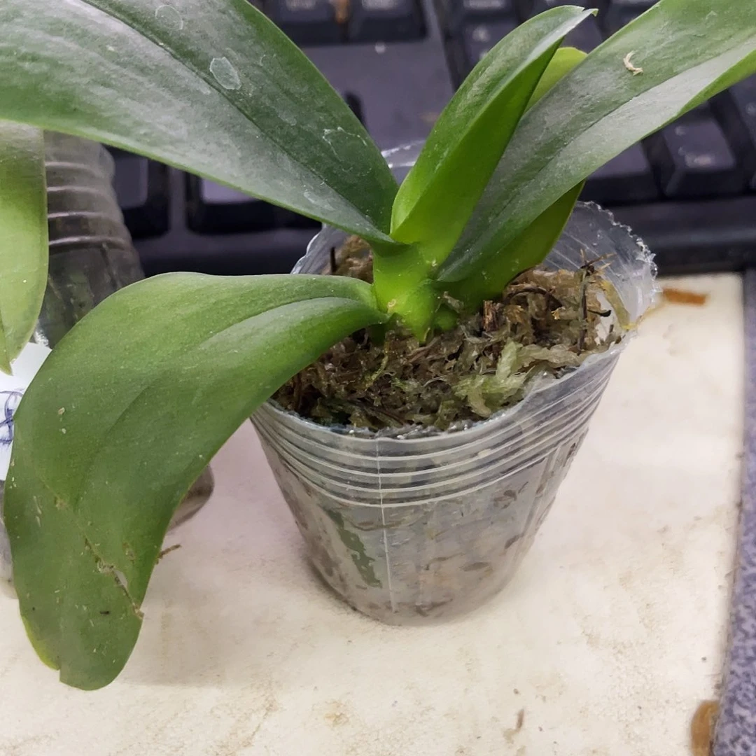 当前无花栽培后可以开花微**好美杜莎瑕疵1.7