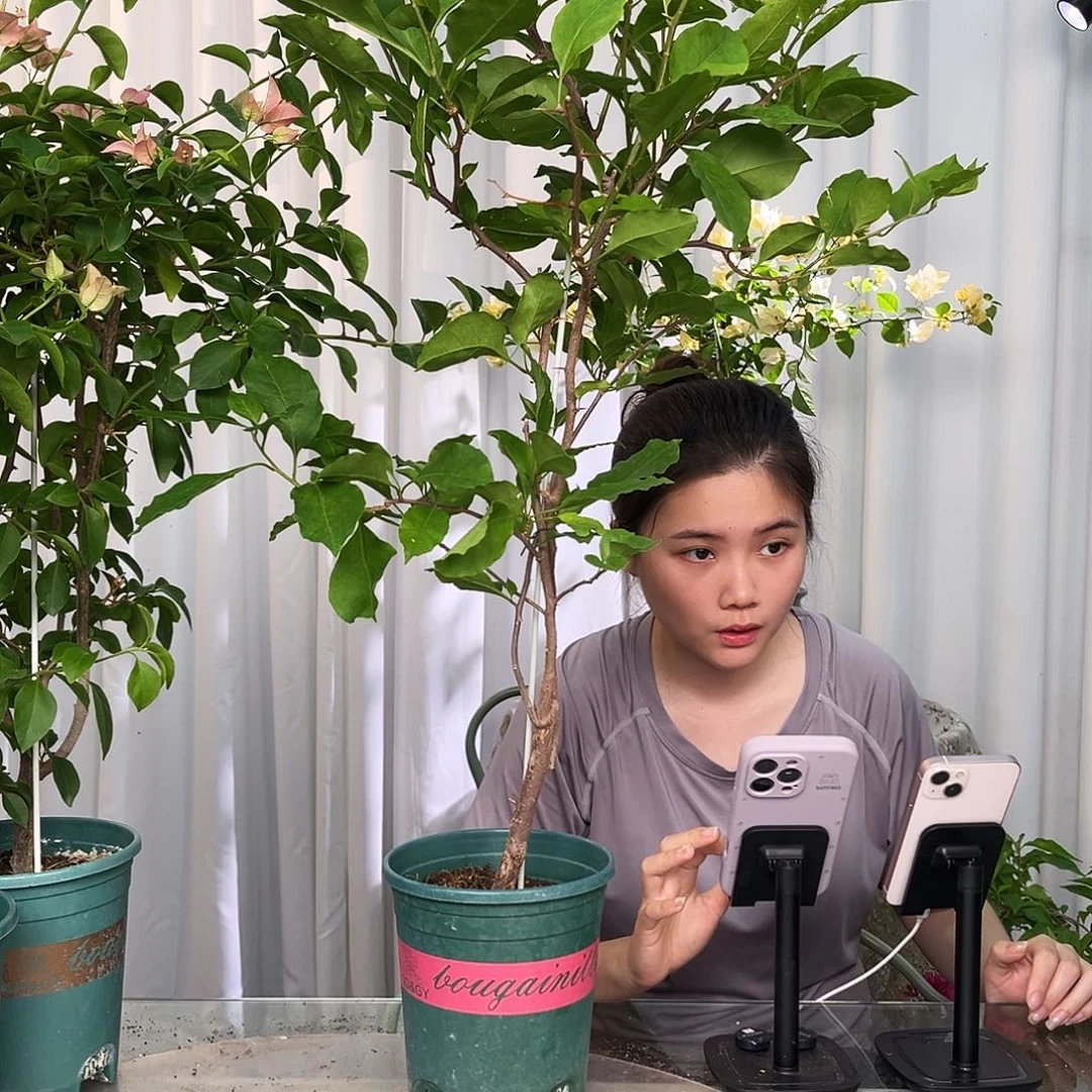当前无花栽培后可以开花变色龙带竹一颗