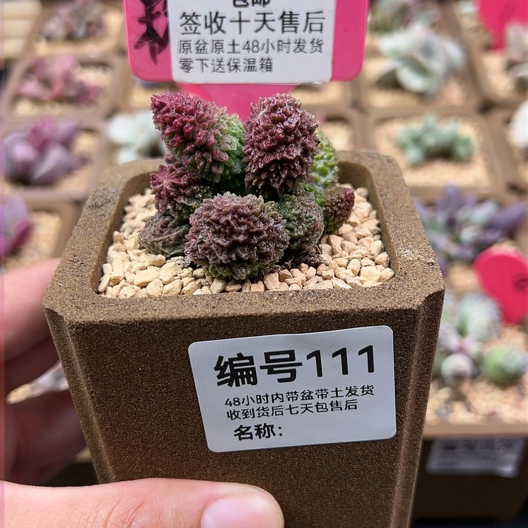 那***喔111朱紫玉多肉植物