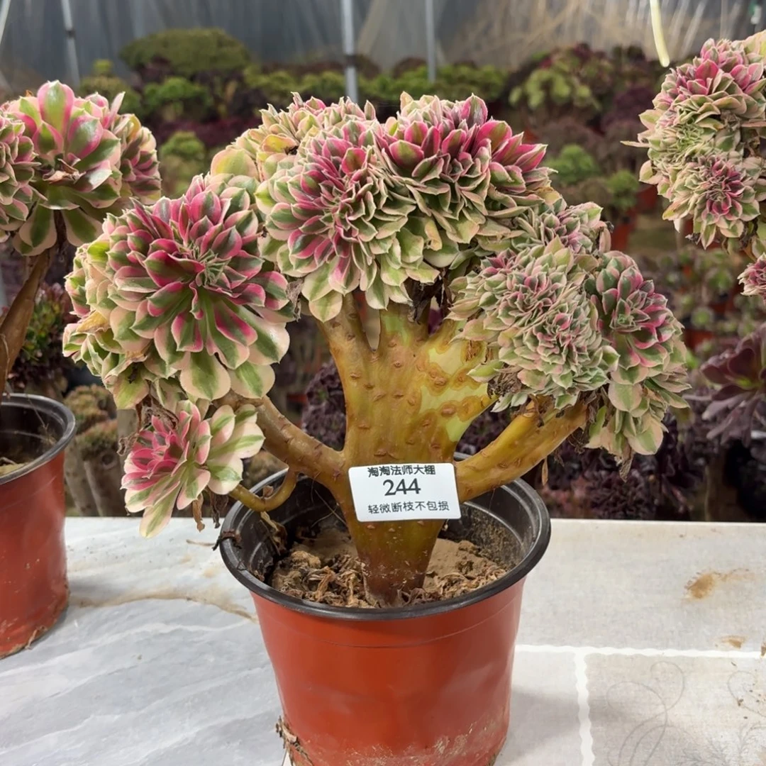 244粉女巫缀化多肉植物
