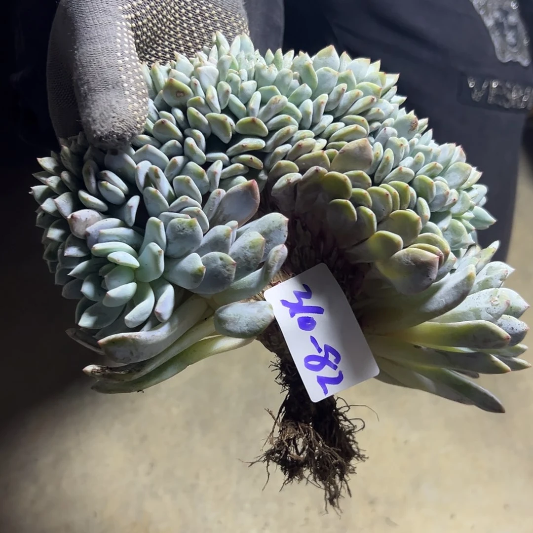 310-82橙子缀化多肉