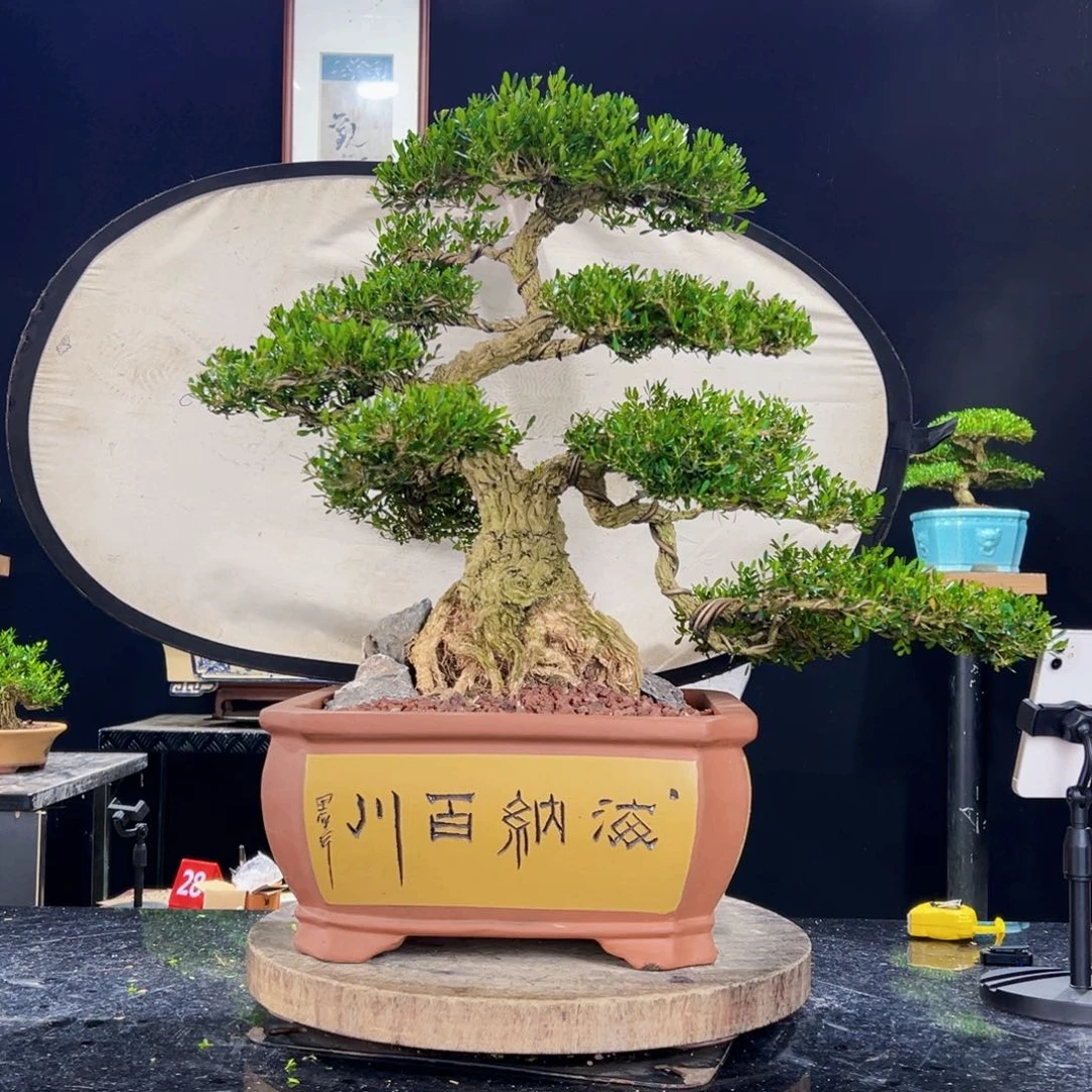 无花朵黄杨盆景四季常绿