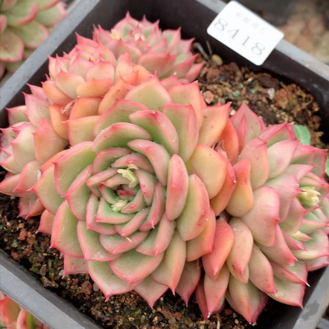 8418杂交多肉植物基地