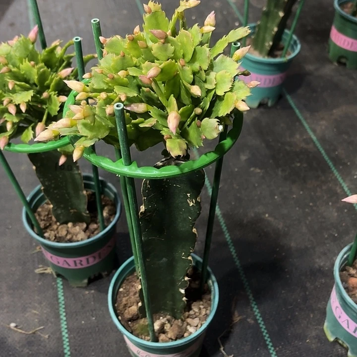 福***熙当前无花栽培后可以开花