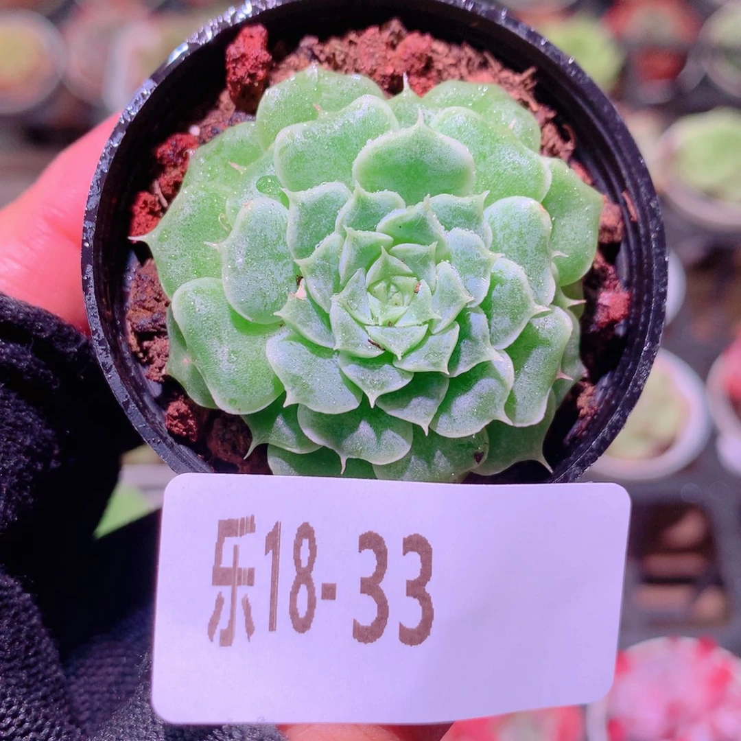 乐然18-33 新品单头
