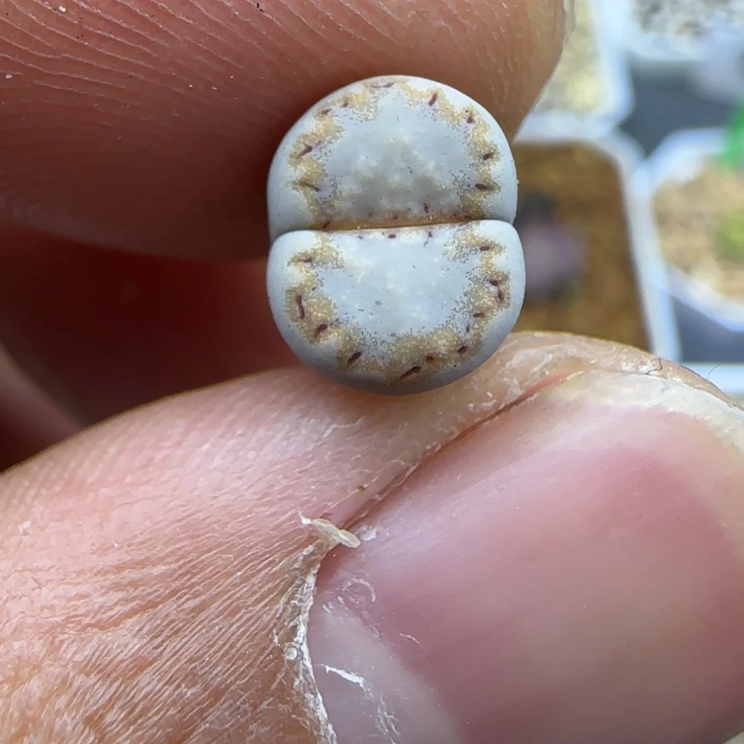 313生石花大棚直播