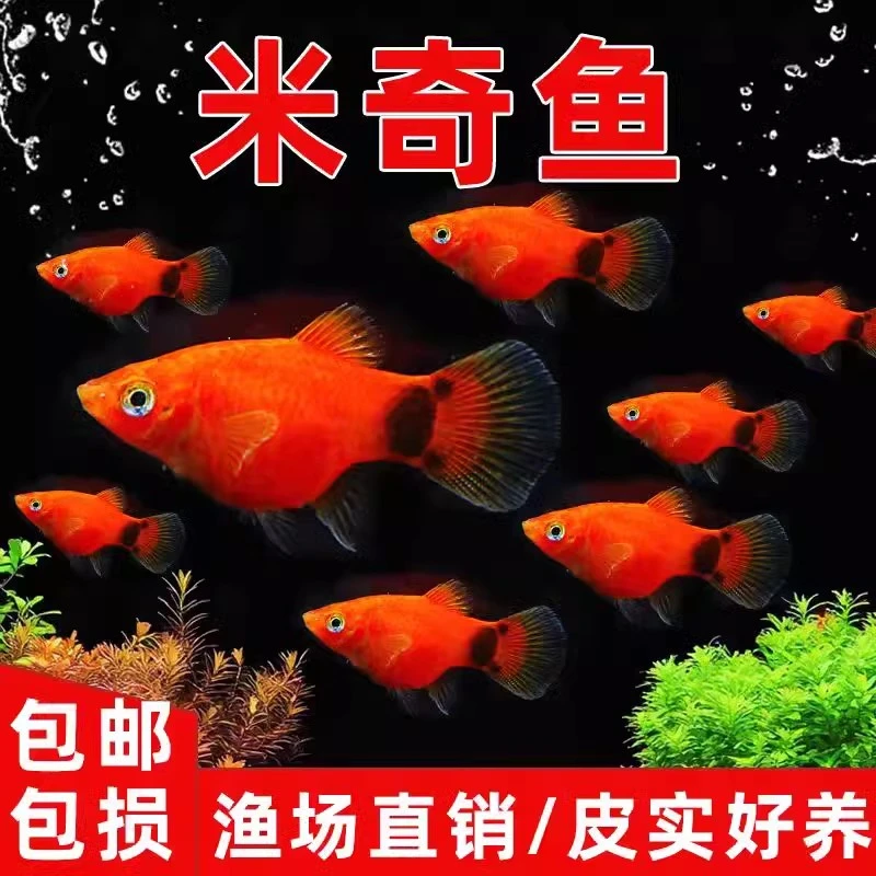 热带观赏鱼米奇鱼黄米奇鱼活体小型淡水鱼斑马鱼孔雀鱼胎生鱼耐养