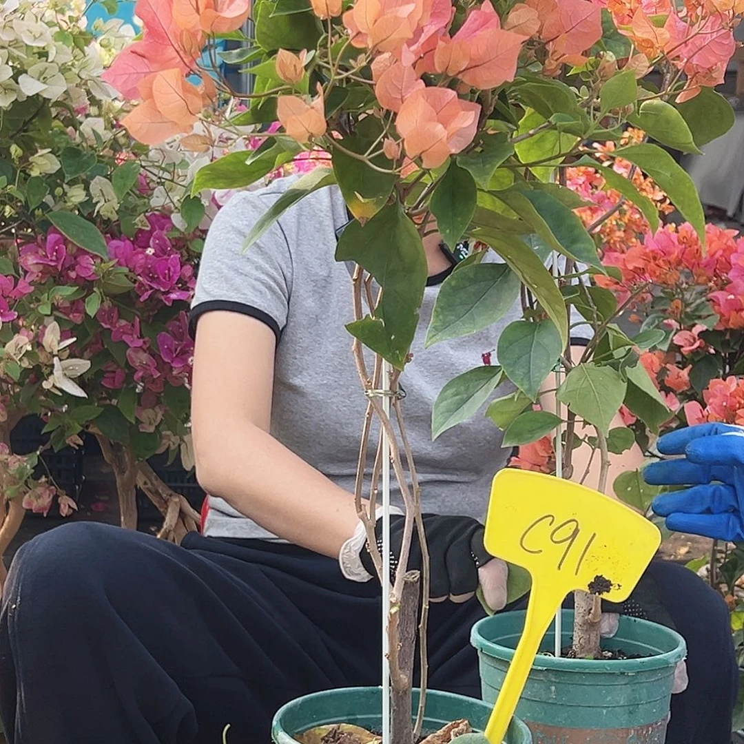 沧***笑大部分花苞少量开放C91波妹
