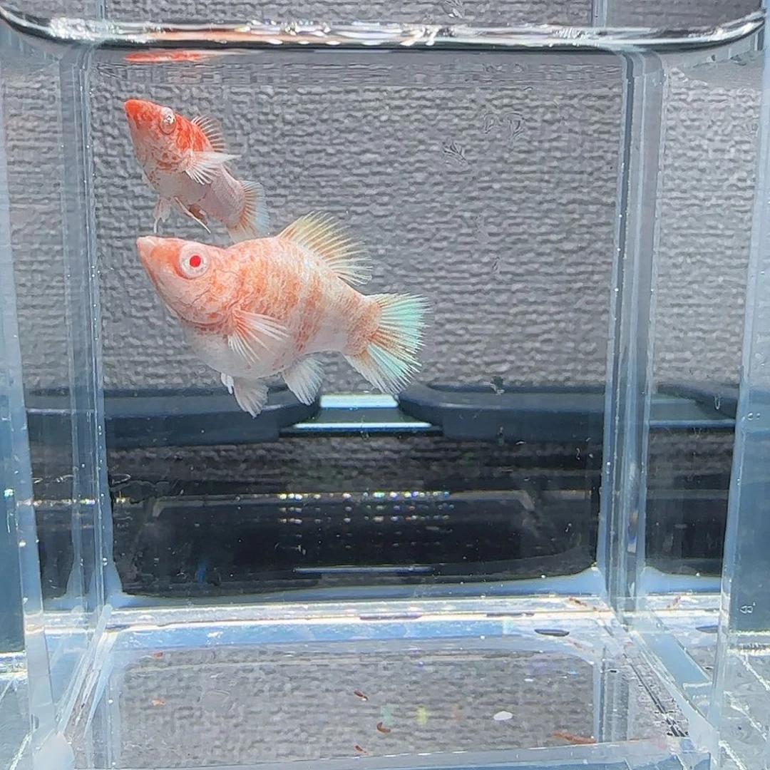 黑玛丽鱼樱花元宝体