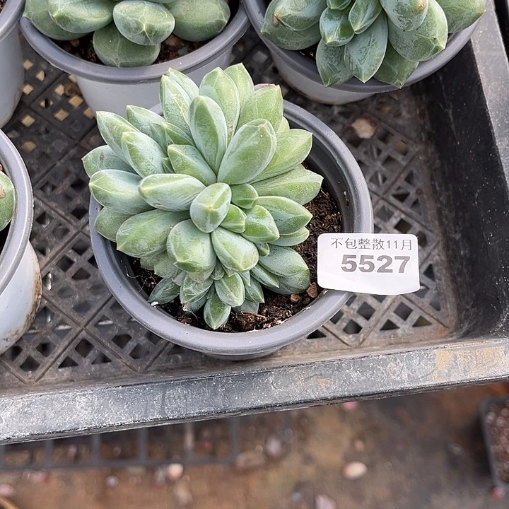 阿雅园艺。        5527重楼