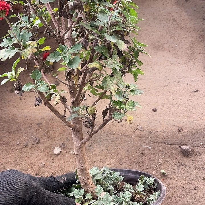 期***)35菊花菊花计划经济好