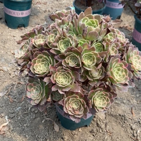 安娜多肉植物008