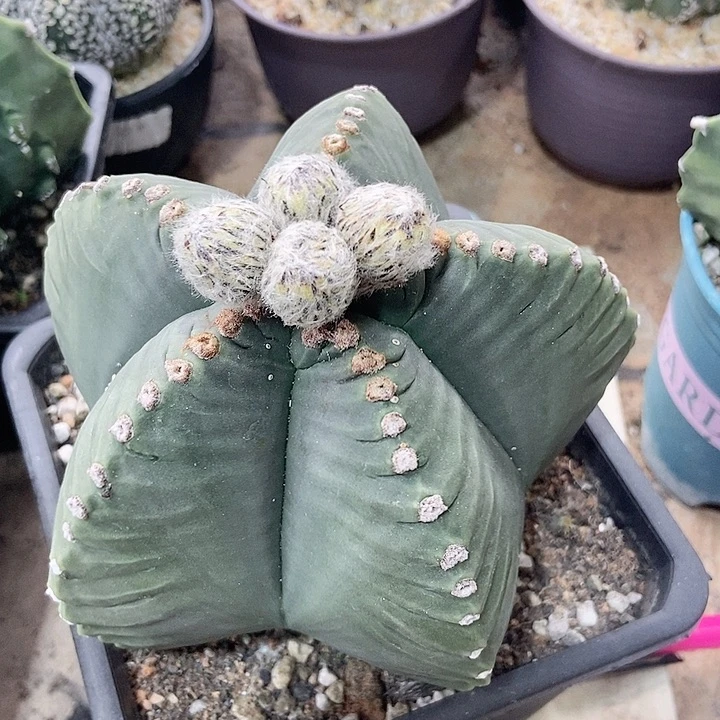 龟甲娈，仙人球一物一拍