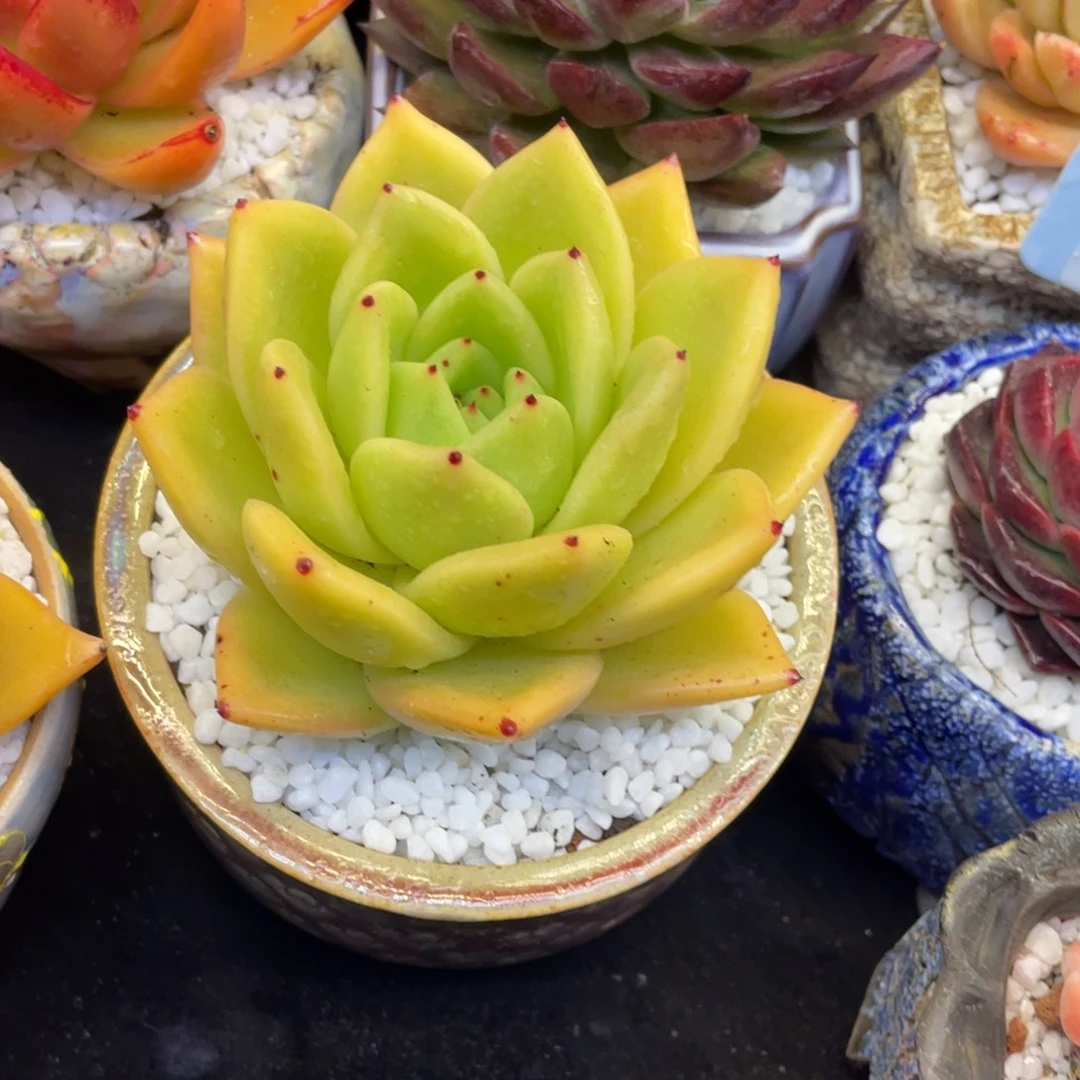 多肉植物盆栽多肉