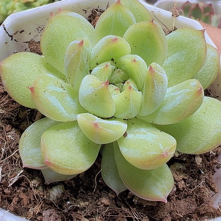 雪花珍妮19包邮多肉