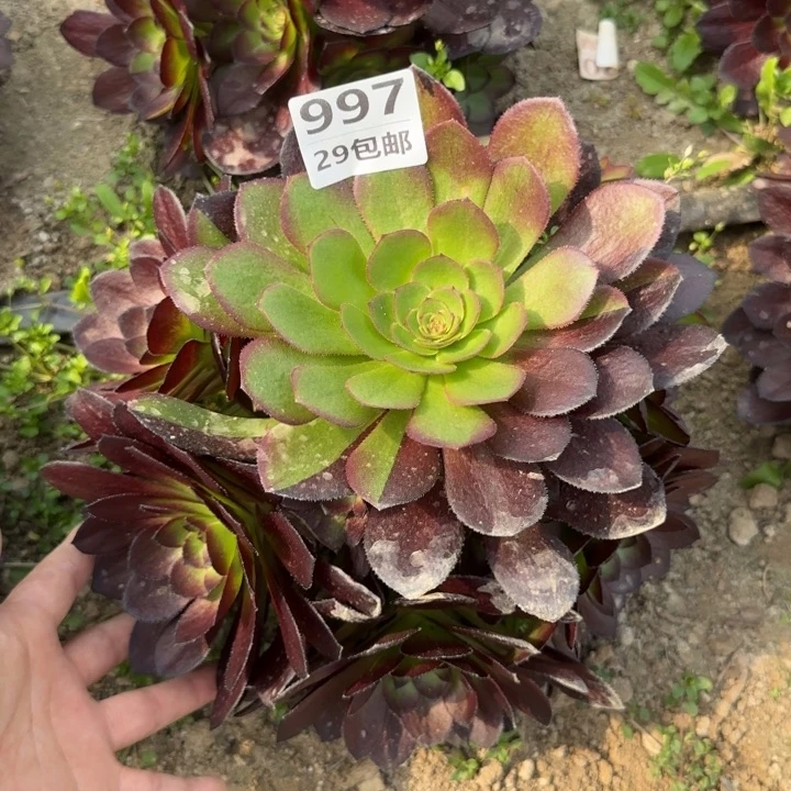 黑美人……多肉植物……