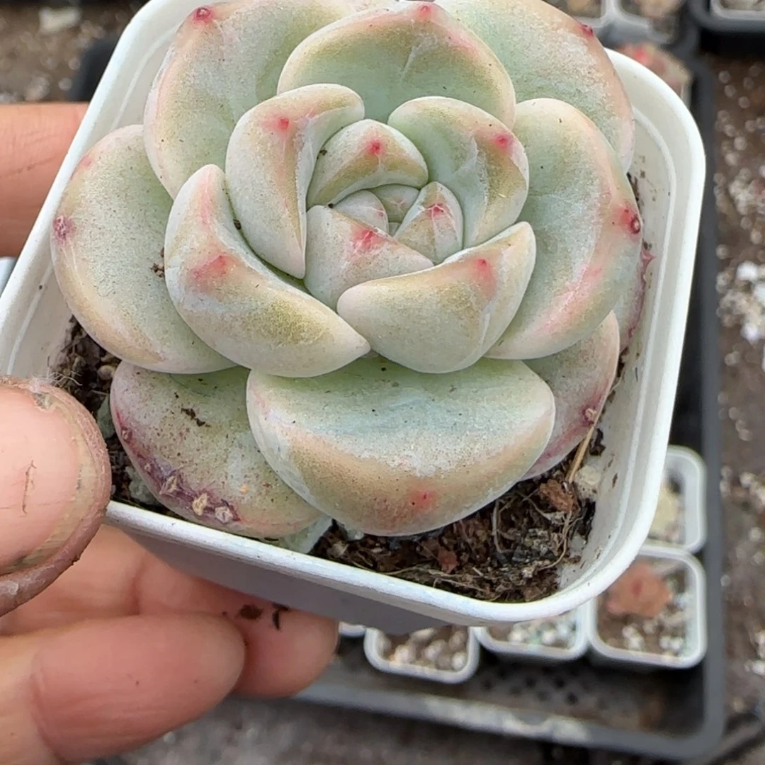 多肉小卡拉米糖心一物一拍