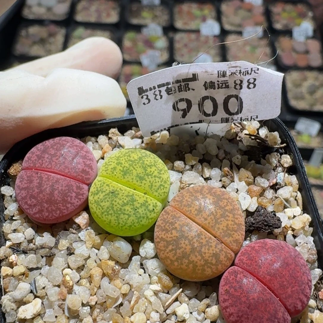 zzzz生石花肉锥900