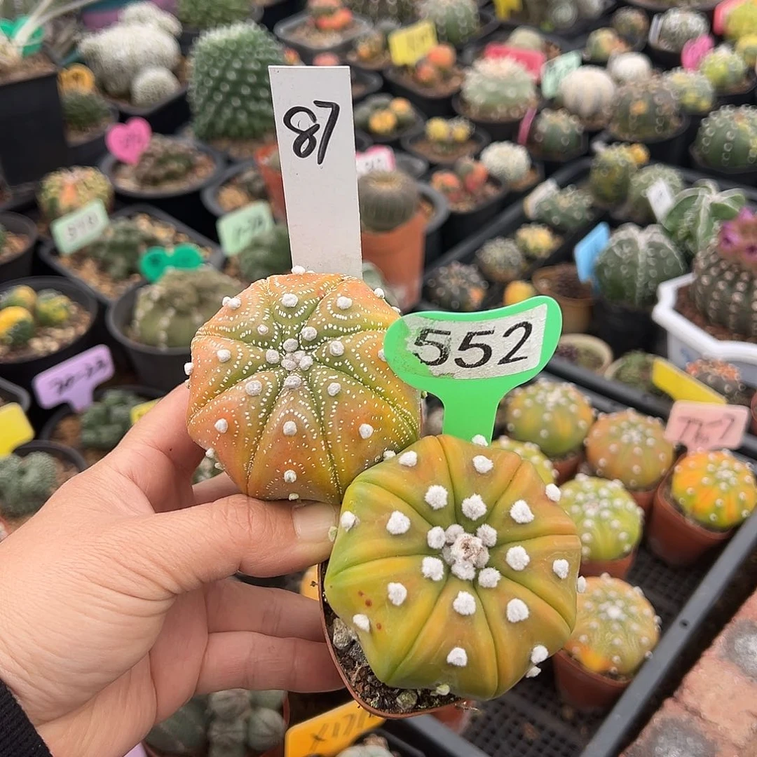 树林里得得得得得