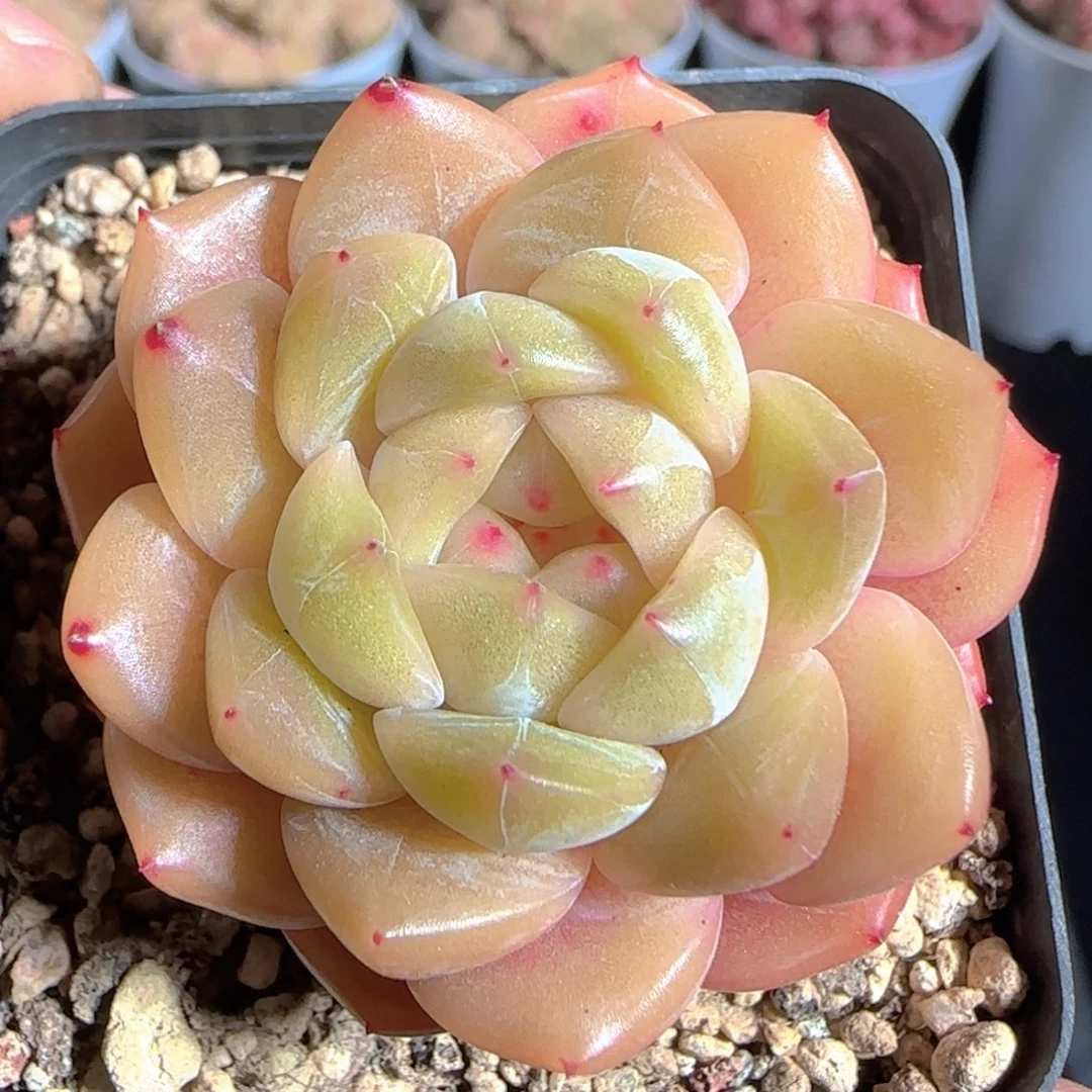 多肉1225-08晴川珍妮