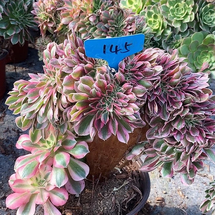 145 一颗分女巫法师zhuihua